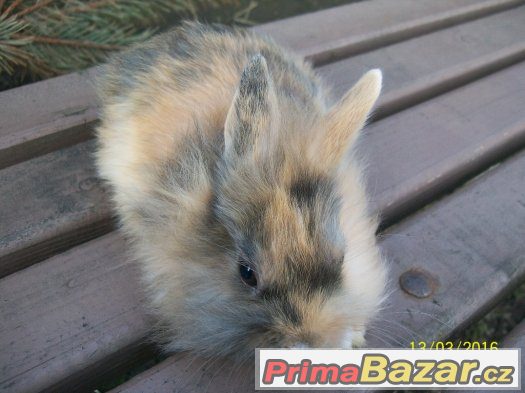 Mazlivý a krásný sameček, již k odběru ♥♥♥ – fotografie 3