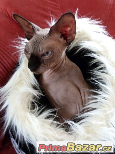 Kanadský sphynx - krytí – fotografie 1