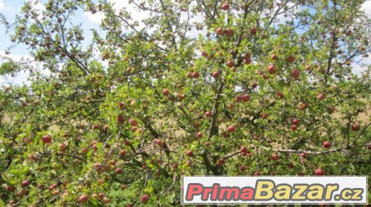 Zahrada 880 m2 k e stavbě celoročně obyv. domu – fotografie 5