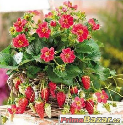 jahody Toscana