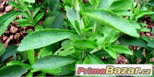 stevia – fotografie 1