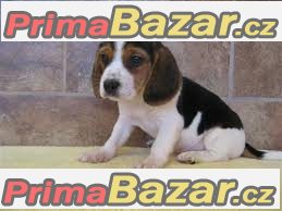 Beagle (bígl) štěňátka