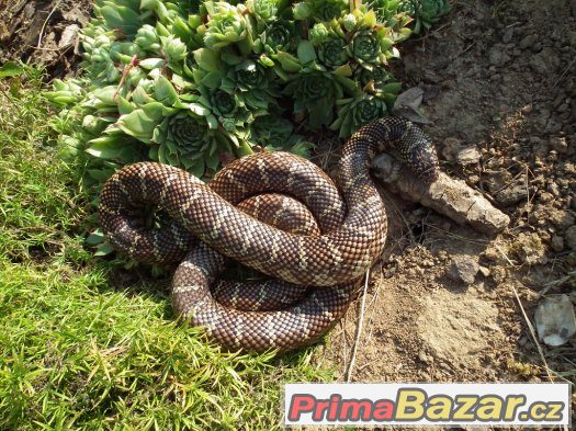 Lampropeltis getula floridana 1.0 chovný OSTRAVA – fotografie 1