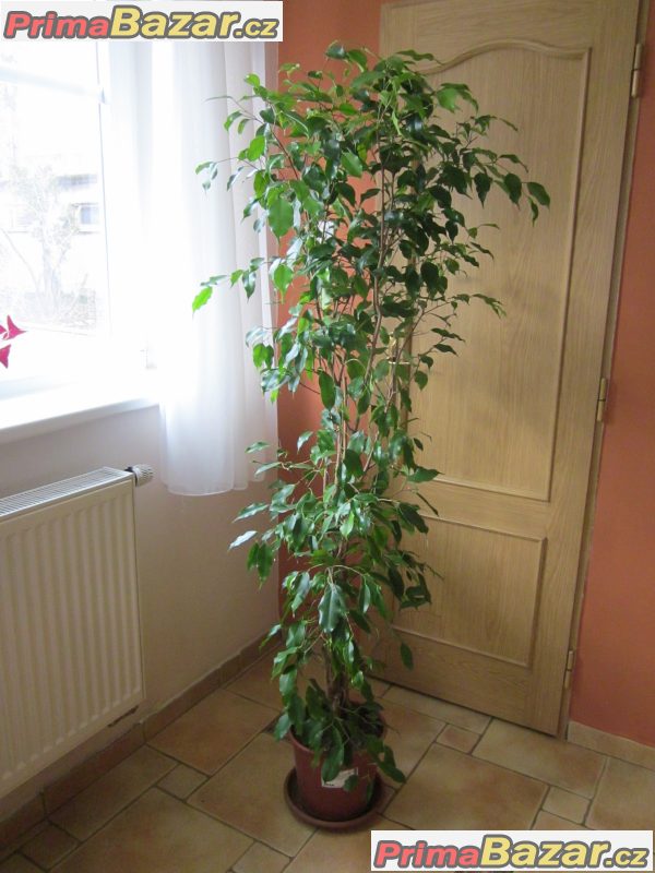 Fikus benjamina 1,7m - ficus živá rostlina – fotografie 1