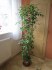 Fikus benjamina 1,7m - ficus živá rostlina