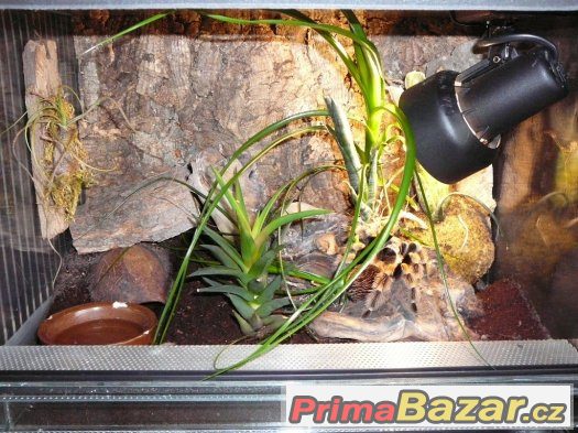 Prodám sklípkany i se zařízeným teráriem – fotografie 1