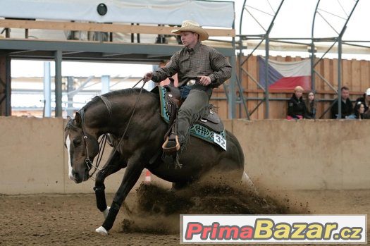 Připouštení Quarter Horse hřebcem A JAC O RIMA – fotografie 3