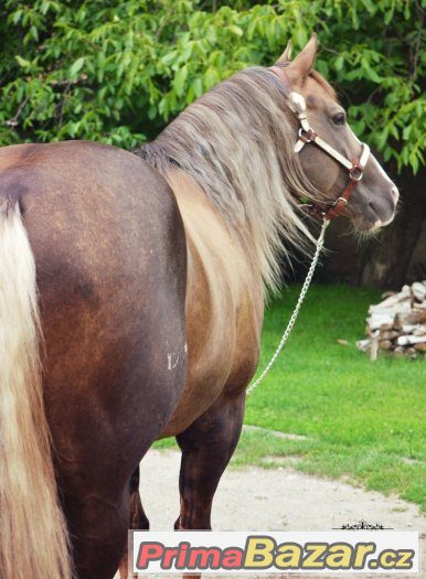 Připouštení Quarter Horse hřebcem A JAC O RIMA – fotografie 4