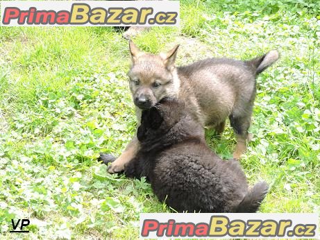 Prodám štěňata Německých ovčáků s PP – fotografie 3