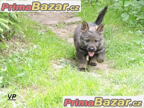 Prodám štěňata Německých ovčáků s PP – fotografie 4