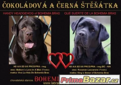 LABRADOR RETRIEVER – temně čokoládový pejsek právě k odběru