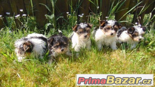 Biewer yorkshire terrier - štěňátka s PP – fotografie 1
