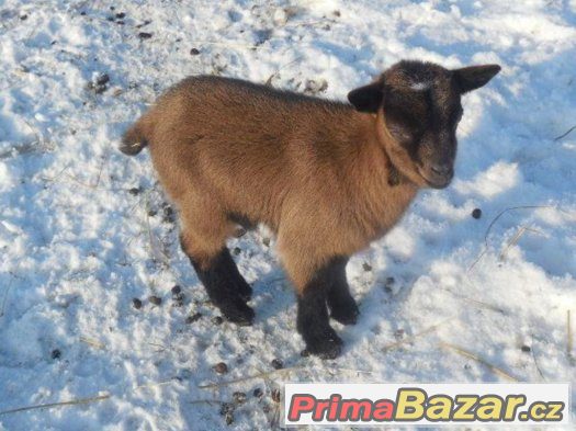 Mini kůzlátka na prodej. – fotografie 2