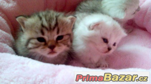 luxusní britské chinchila a whiskas kotátka – fotografie 3