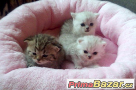 luxusní britské chinchila a whiskas kotátka – fotografie 4
