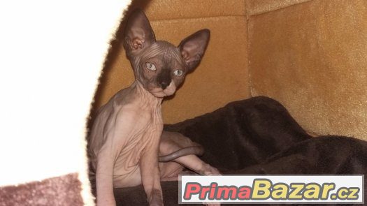 Kanadský sphynx – fotografie 1