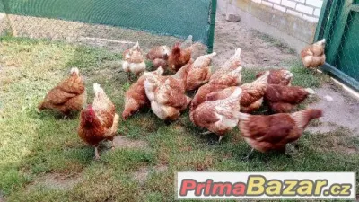 Domací vejce z volného výběhu - Doprava až k Vám domů