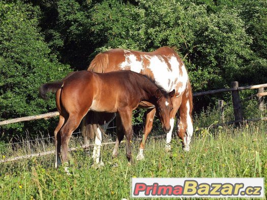 Prodám pleasure APH hřebečka – fotografie 2