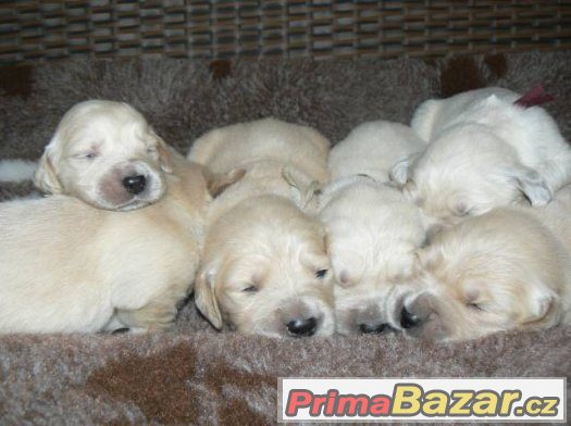 Zlatý retrívr - golden retriever s PP štěňata – fotografie 2