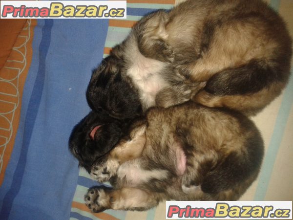 Pekinéz – fotografie 1