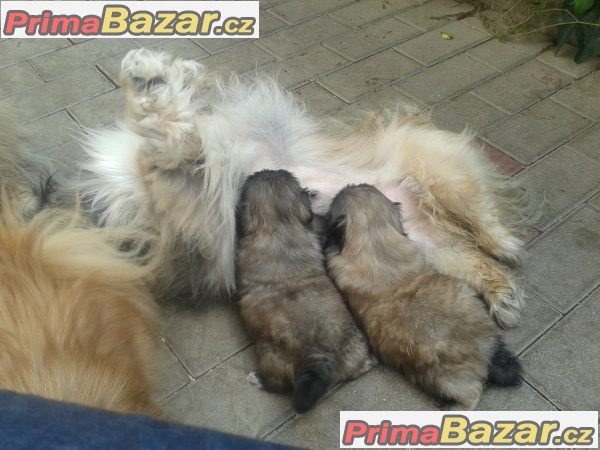 Pekinéz – fotografie 2