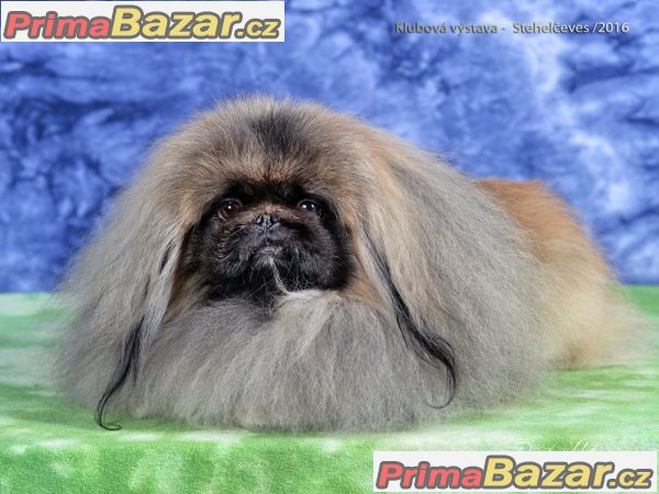Pekinéz – fotografie 5