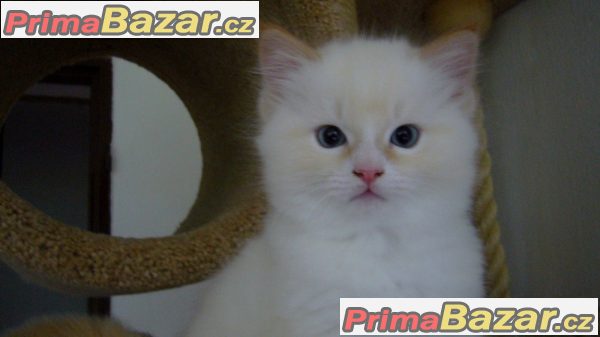 Kocourek Ragdoll S PP – fotografie 2