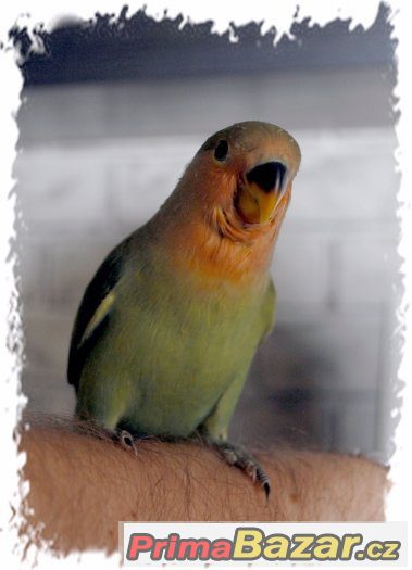 Ručně dokrmený agapornis – fotografie 1