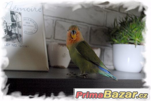 Ručně dokrmený agapornis – fotografie 2