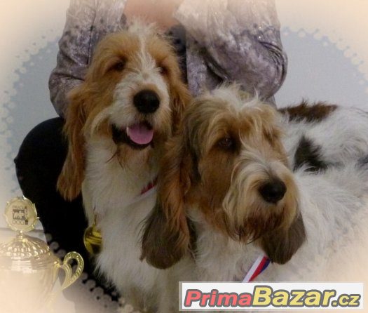 VELKÝ HRUBOSRSTÝ VENDEESKÝ BASSET – fotografie 1