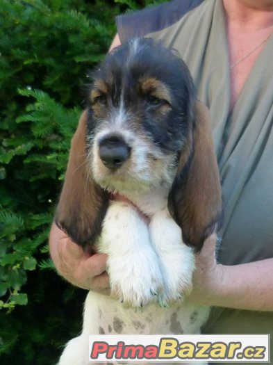 VELKÝ HRUBOSRSTÝ VENDEESKÝ BASSET – fotografie 5