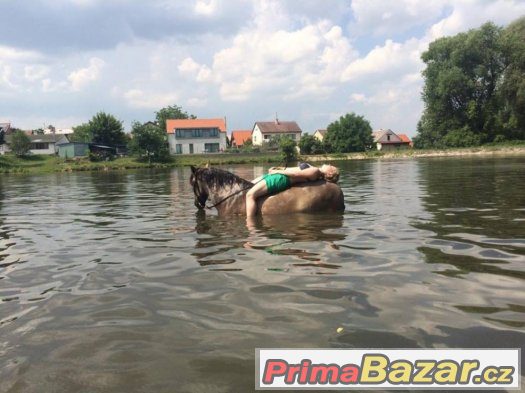 Plavení s koníkama Praha 9 – fotografie 5