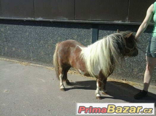 Prodám klisny v typu mini pony - import Holandsko – fotografie 1