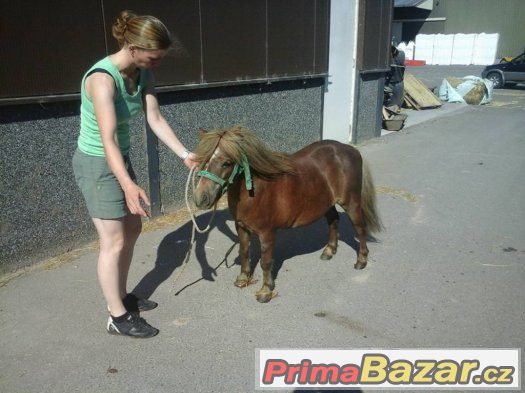 Prodám klisny v typu mini pony - import Holandsko – fotografie 2