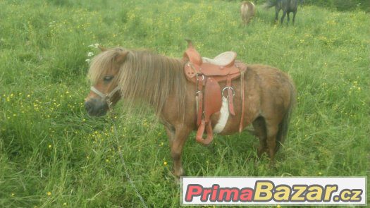 Prodám klisnu v typu mini - ponny, import Holandsko – fotografie 3