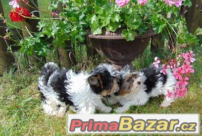 Biewer yorkshire terrier - štěňátka s PP – fotografie 1