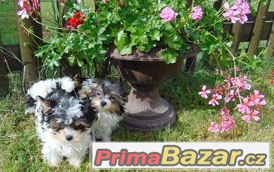 Biewer yorkshire terrier - štěňátka s PP – fotografie 2