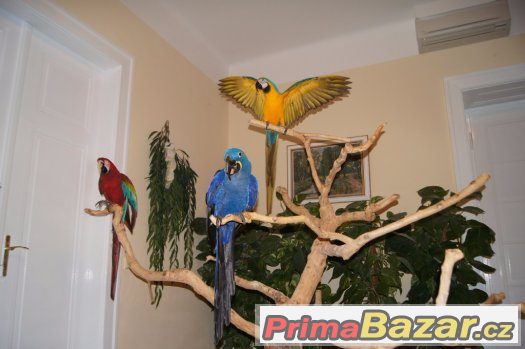 Zážitek s 9 ary ZDARMA za vysvědčení, k promoci.... – fotografie 5