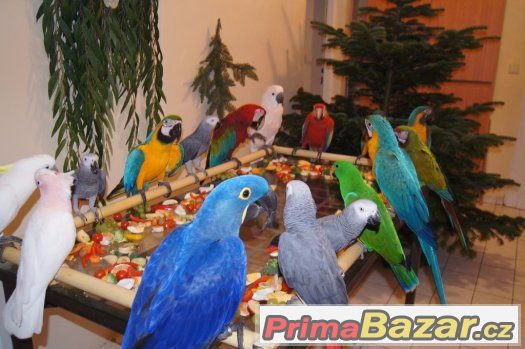 Výlet do centra Prahy za více než 20 velkými papoušky – fotografie 5