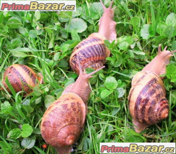 Prodám chovné jedlé šneky Helix Aspersa Maxima! – fotografie 1