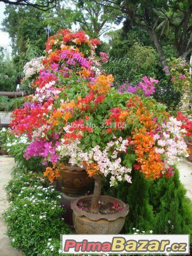 Semínka Floriferous Color – fotografie 3