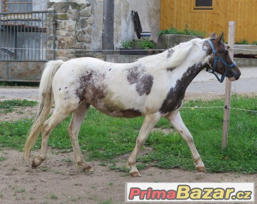 Prodám klisnu WPB – fotografie 1