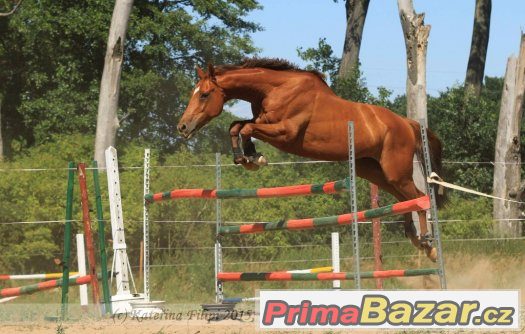 Nabídka ježdění - hledá se jezdec – fotografie 2