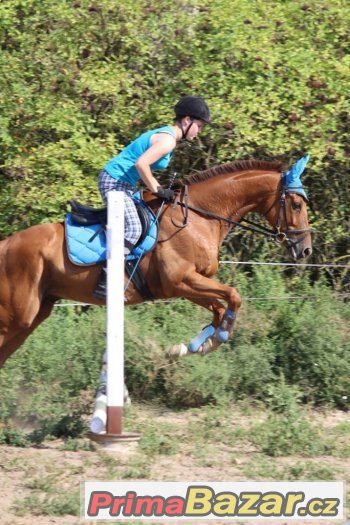 Nabídka ježdění - hledá se jezdec – fotografie 5