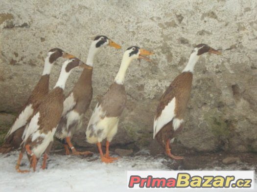 indicky bezec srnci a pstruhovy – fotografie 1