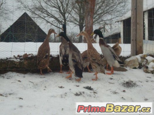 indicky bezec srnci a pstruhovy – fotografie 2