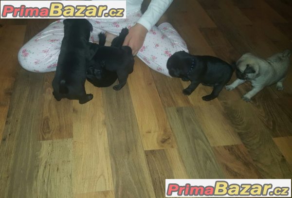 Krásná mops štěňata s pp – fotografie 2