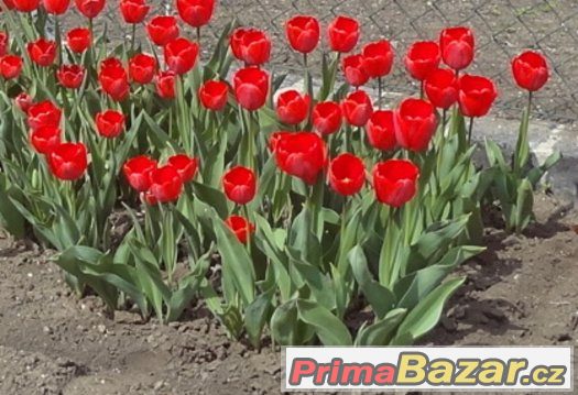 Cibule červených tulipánů – fotografie 1
