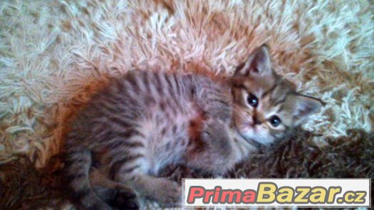 britské Whiskas kotátka,kočička+kocourek – fotografie 3