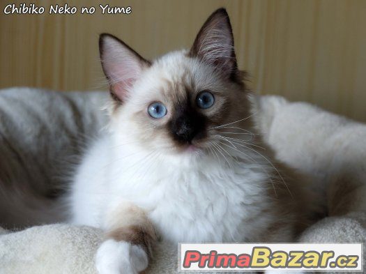 Ragdoll koťátko s PP – fotografie 1